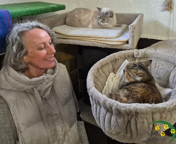 Die Katzen Goldi und Maya sind vermittelt