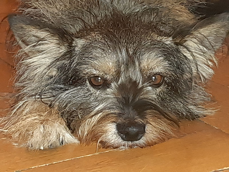 sternenkind hund emma 3