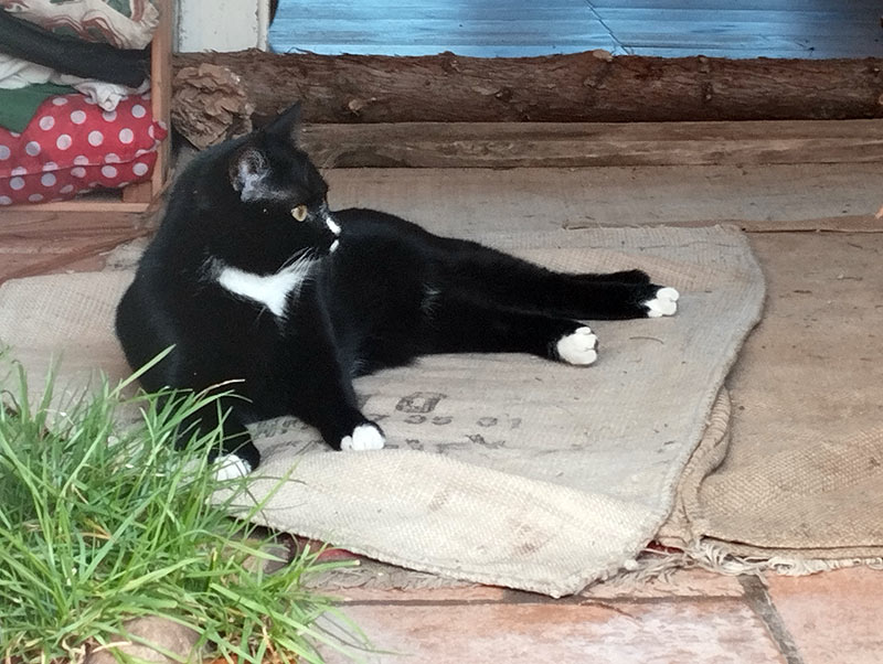 lilly katze aus dem tierheim im garten 2