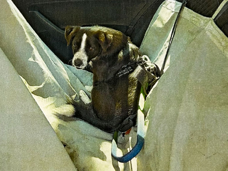 mark aus dem tierheim 0