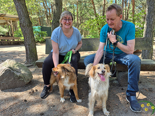 hunde luis und lady aus dem tierheim