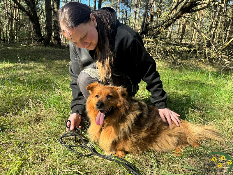 hund renate 1