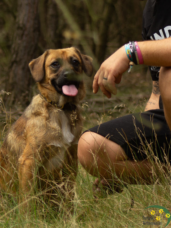 hund aus tierheim nico