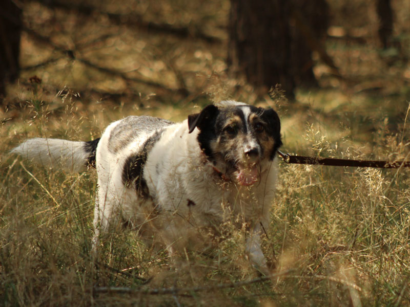 hund aus tierheim marek