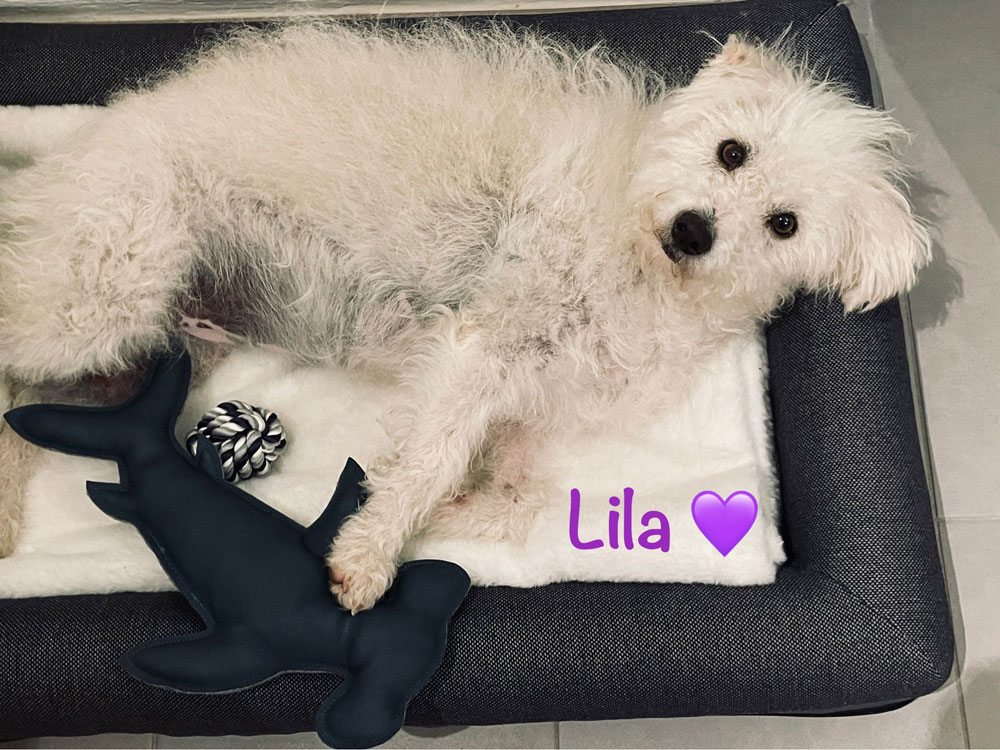 Lilia, Tierheim Verlorenwasser, Bad Belzig