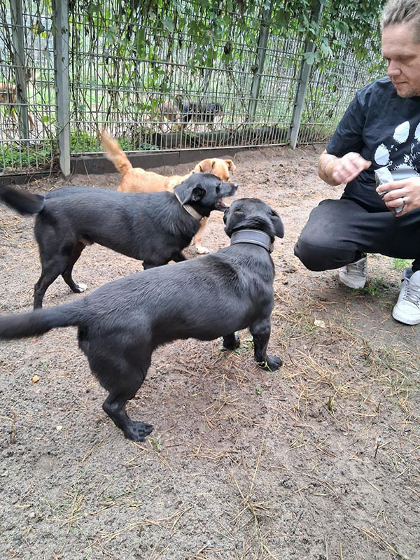 neue hunde im Tierheim Verlorenwasser: Missi, Freddy, Lola