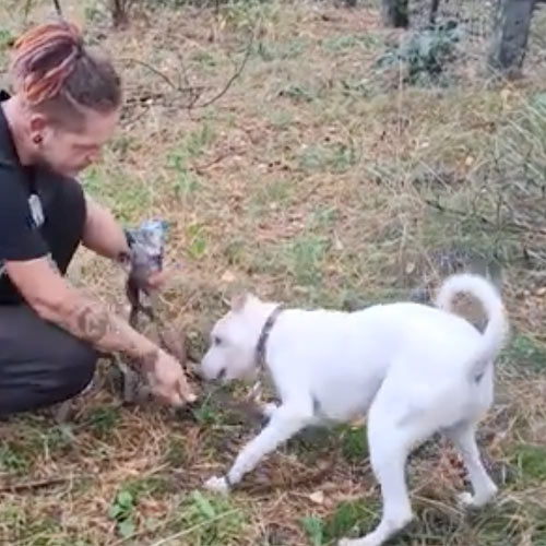 nobby, Junger Hund aus dem Tierheim
