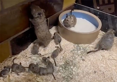 Degu Babys aus schlechter Haltung (animal hording)