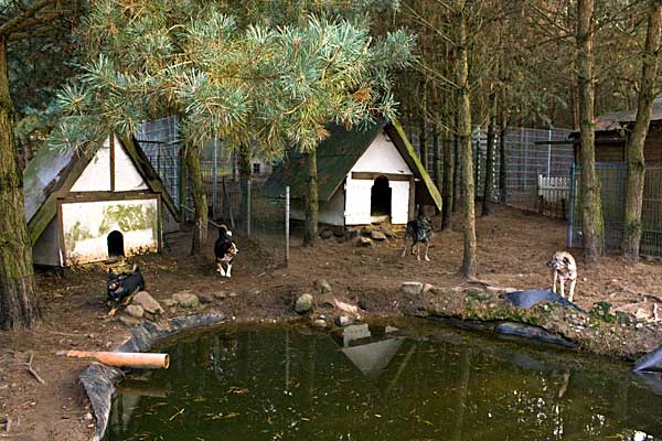 2008 - Ententeich als Notunterkunft für Hunde