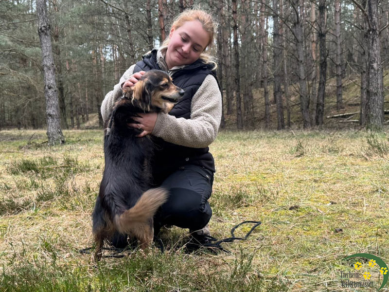 laila - süsser hund im Tierheim brandenburg